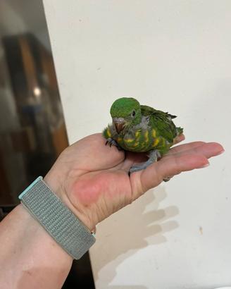 Lori arcobaleno e lori di goldie
