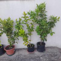 pianta di limone in vaso