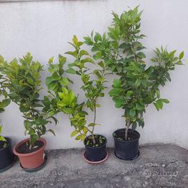 pianta di limone in vaso