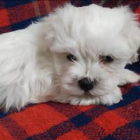 Maltese maschio