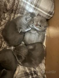 Cuccioli British short hair