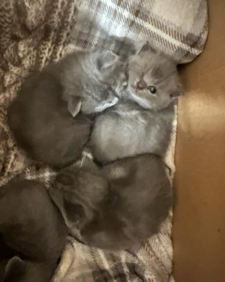 Cuccioli British short hair