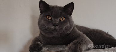 Accoppiamento scottish straight