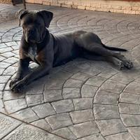 Cane Corso femmina per monta