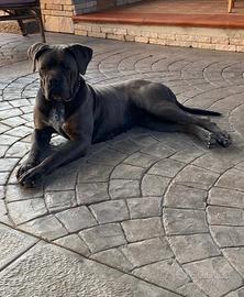 Cane Corso femmina per monta