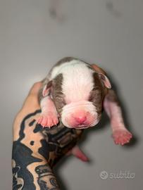 Pitbull