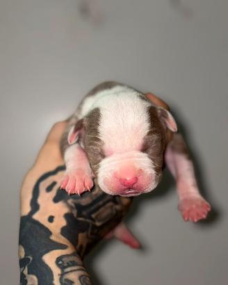 Pitbull