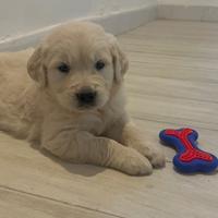 Vendita golden retriver