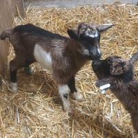 Capretti di camosciata delle alpi