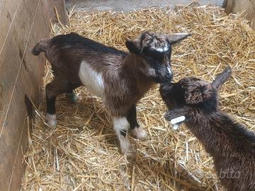 Capretti di camosciata delle alpi