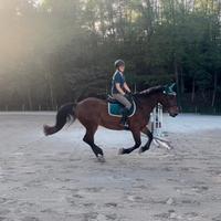 Cavallo 15 anni