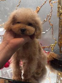 Barboncina teacup color crema