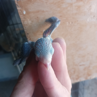 Forpus coelestis blu maschi da imbecco