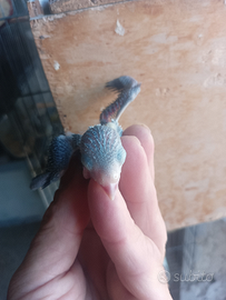 Forpus coelestis blu maschi da imbecco