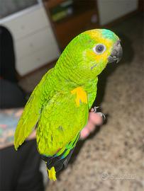 Pappagallo amazzone fronte blu maschio