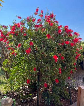 Piante