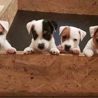 Cuccioli di jack Russell terrier