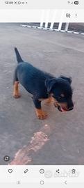 Cucciolo di Deutscher Jagdterrier 