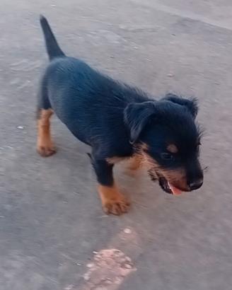 Cucciolo di Deutscher Jagdterrier 