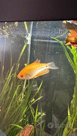 Gourami gold