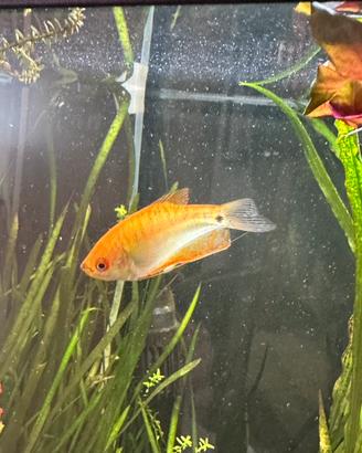 Gourami gold