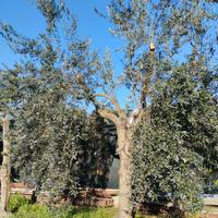 Piante ulivo