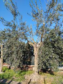 Piante ulivo