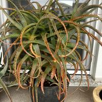 Aloe  arborescens
