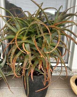 Aloe  arborescens