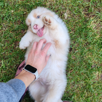 Cucciolo di pastore australiano con pedigree