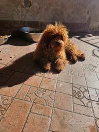 Barboncino toy