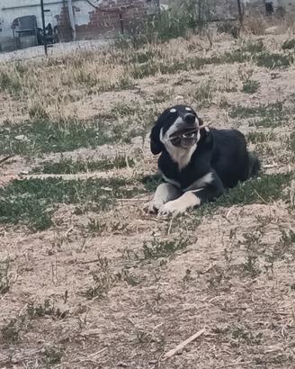 Cuccioli futura taglia grande