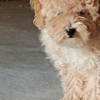 Cucciolo maschio di barboncino albicocca