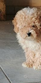 Cucciolo maschio di barboncino albicocca