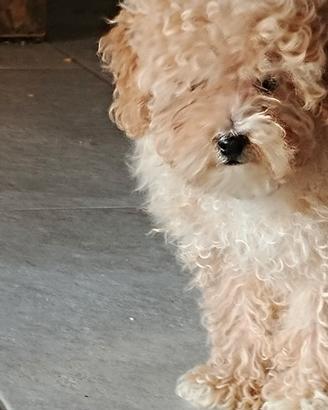 Cucciolo maschio di barboncino albicocca