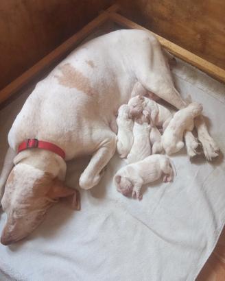 Bracco italiano