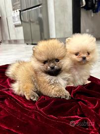 Pomerania , Spitz Tedesco