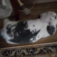 Coniglio Minilop - Nano Ariete Coniglio