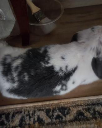 Coniglio Minilop - Nano Ariete Coniglio