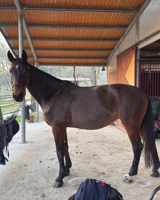 Cavalla italiana del 2007