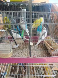 Voliera più cocorite