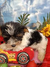 Pasquale e Pasqualina Cuccioli Biewer Tricolore