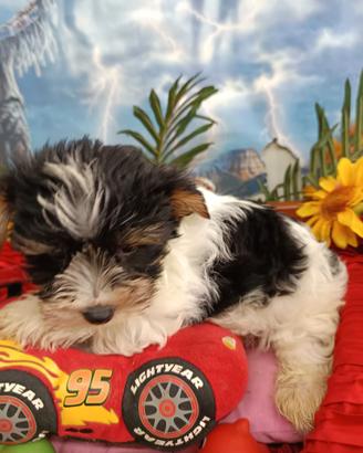 Pasquale e Pasqualina Cuccioli Biewer Tricolore