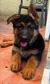 Cucciolo Pastore Tedesco