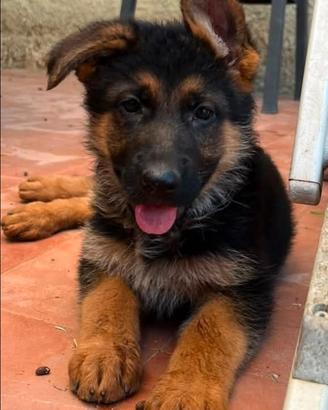 Cucciolo Pastore Tedesco