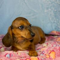 Cuccioli maschietti bassotto da allevamento