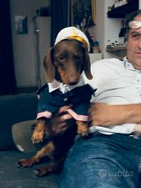 Bassotto tedesco nano