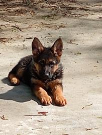 Cuccioli di pastore tedesco