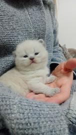 Cuccioli scottish fold e straight