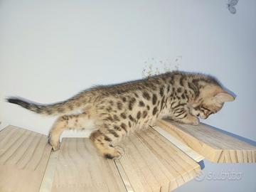 Gatto del bengala